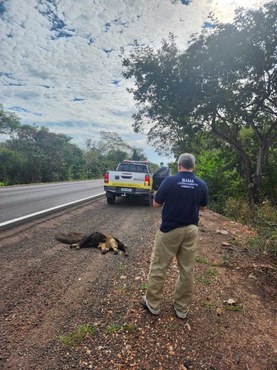 Ibama realiza vistoria técnica em 284 km da BR 262 no Pantanal Meio