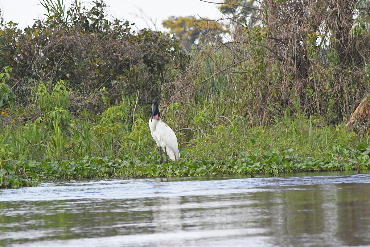 agravamento da seca na bacia do Pantanal Agência Nacional de Águas