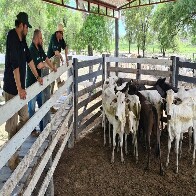 A&ccedil;&atilde;o in&eacute;dita de MS e Paraguai recupera 230 bovinos roubados de fazenda em Corumb&aacute;