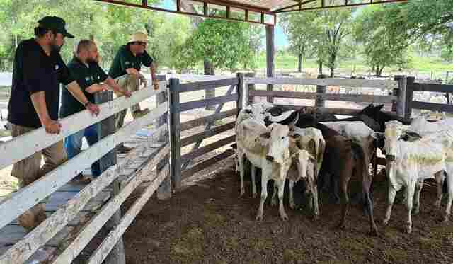 A&ccedil;&atilde;o in&eacute;dita de MS e Paraguai recupera 230 bovinos roubados de fazenda em Corumb&aacute;