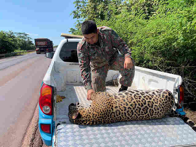 PMA recolhe on&ccedil;a-pintada de 105 kg que foi atropelada BR 262