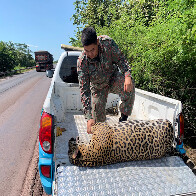 PMA recolhe on&ccedil;a-pintada de 105 kg que foi atropelada BR 262