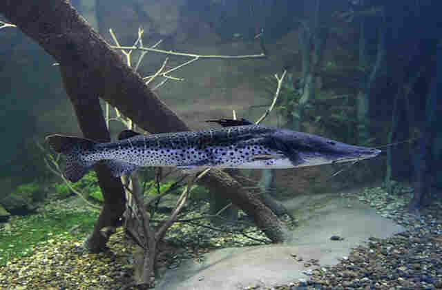 Uni&atilde;o permite pesca do pintado e Governo de MS e ICMBio v&atilde;o fazer monitoramento da esp&eacute;cie