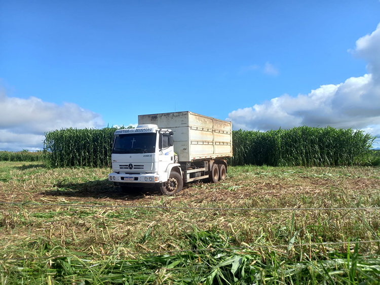 Sorgo, silagem e integração são destaques em imersão pecuária de 14 horas em Bandeirantes