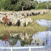 Governo de MS acompanha com preocupa&ccedil;&atilde;o embargo a carne bovina diante do caso de vaca louca no Par&aacute;