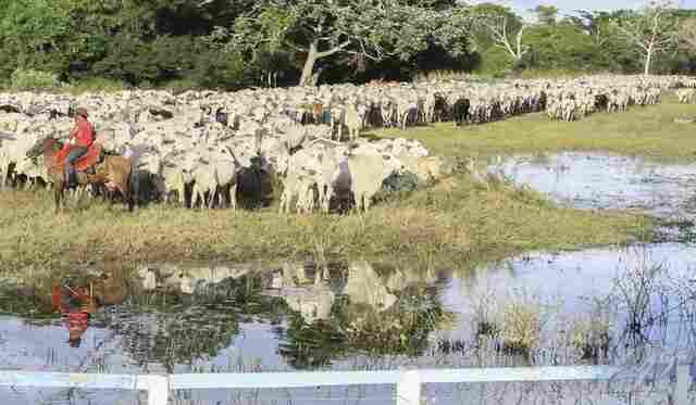 Governo de MS acompanha com preocupa&ccedil;&atilde;o embargo a carne bovina diante do caso de vaca louca no Par&aacute;
