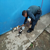 Guarni&ccedil;&atilde;o da Pol&iacute;cia Militar encontra dois filhotes de cachorro preso dentro de saco