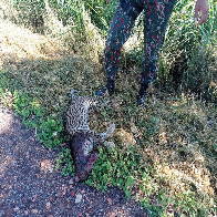 PMA encontra jaguatirica atropelada na BR 262 e mant&eacute;m orienta&ccedil;&atilde;o aos motoristas sobre o problema