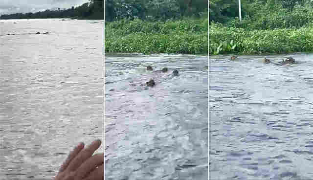 Fato raro, v&iacute;deo de quatro on&ccedil;as atravessando o Rio Paraguai em Albuquerque &eacute; de impressionar