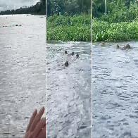 Fato raro, v&iacute;deo de quatro on&ccedil;as atravessando o Rio Paraguai em Albuquerque &eacute; de impressionar