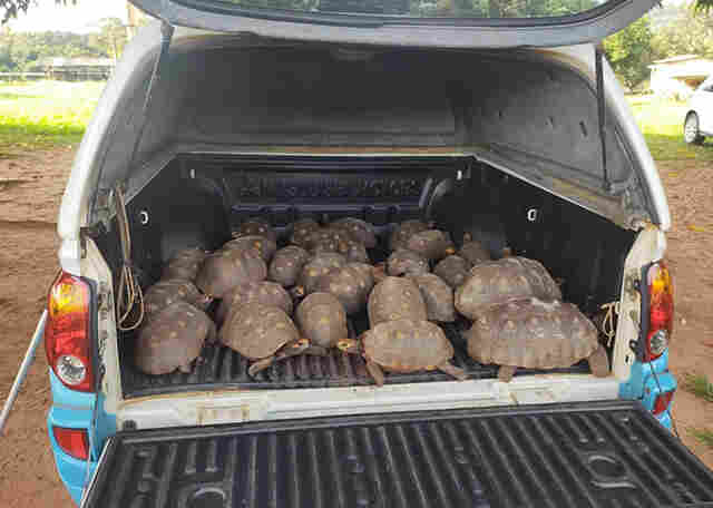 PMA recolhe 27 jabutis que se reproduziram descontroladamente em fazenda 