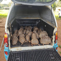 PMA recolhe 27 jabutis que se reproduziram descontroladamente em fazenda 