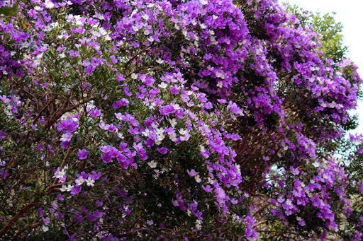 O BRASIL TEM SUA FLOR DA PÁSCOA