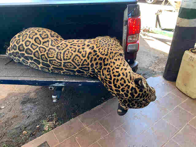 Mais uma on&ccedil;a pintada atropelada foi recolhida pela PMA na BR 262, no Buraco das Piranhas