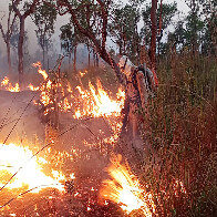 Ibama lan&ccedil;a Plano de A&ccedil;&atilde;o para o Manejo Integrado do Fogo no Bioma Pantanal