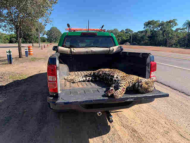 PMA recolhe a 3&ordf; on&ccedil;a pintada morta por atropelamento no Buraco das Piranhas na BR 262 em 2023