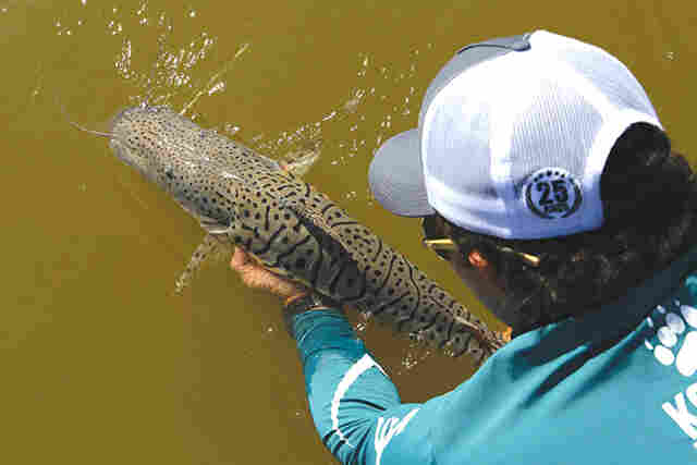 Pesque solte no Pantanal: saiba como  praticar uma pesca esportiva sustent&aacute;vel