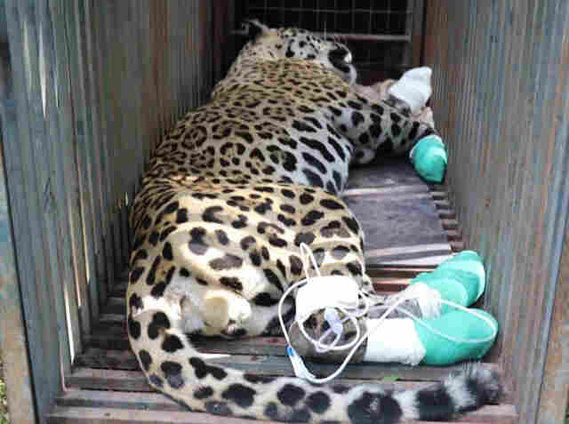 Corumb&aacute; ganhar&aacute; Centro de Reabilita&ccedil;&atilde;o de Animais Silvestres do Pantanal (CREAPAN)