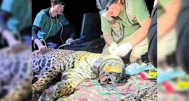 Pela primeira vez equipe m&eacute;dica faz exame de Raio-X em on&ccedil;a pintada dentro do Pantanal