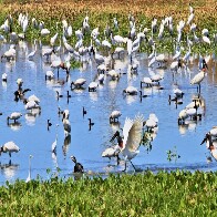 Em seis meses, choveu mais que o esperado para o ano todo na regi&atilde;o do Pantanal