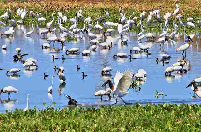 Em seis meses, choveu mais que o esperado para o ano todo na regi&atilde;o do Pantanal