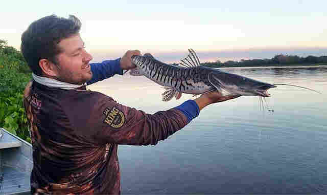 Operadores de pesca esportiva do Pantanal  prop&otilde;em transporte zero de pescado ao PPA