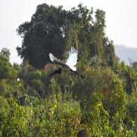 Sustentabilidade e desenvolvimento: Governo de MS suspende licen&ccedil;as de supress&atilde;o de vegeta&ccedil;&atilde;o nativa no Pantanal