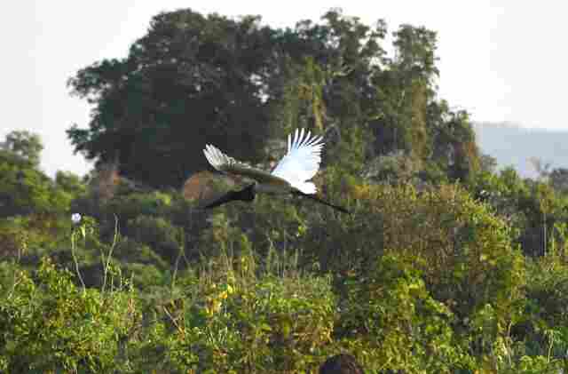 Sustentabilidade e desenvolvimento: Governo de MS suspende licen&ccedil;as de supress&atilde;o de vegeta&ccedil;&atilde;o nativa no Pantanal