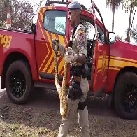 Captura de Sucuri na Avenida Rio Branco atrai olhares de in&uacute;meros curiosos 