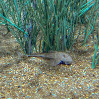 Peixe em extin&ccedil;&atilde;o reproduz de forma in&eacute;dita no mundo: esp&eacute;cie &eacute; atra&ccedil;&atilde;o no Bioparque Pantanal
