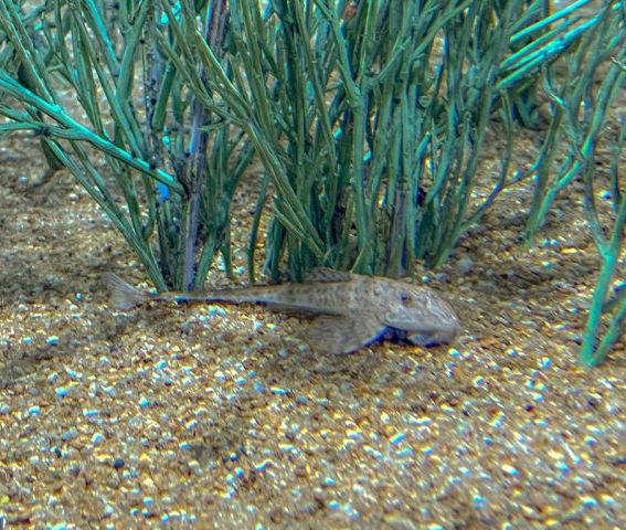 Peixe em extinção reproduz de forma inédita no mundo: espécie é atração no Bioparque Pantanal