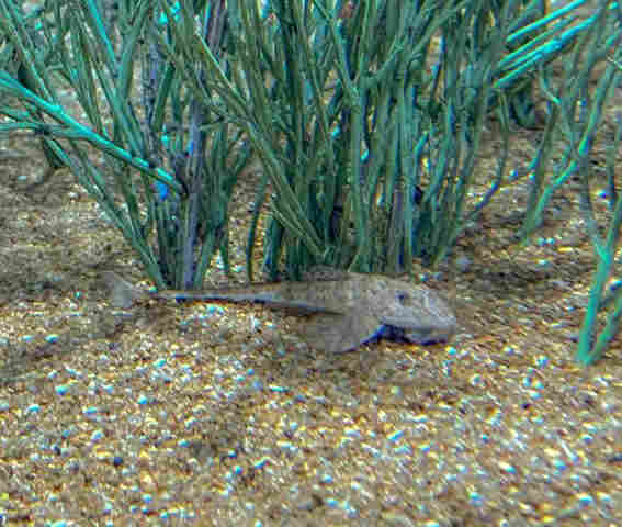 Peixe em extin&ccedil;&atilde;o reproduz de forma in&eacute;dita no mundo: esp&eacute;cie &eacute; atra&ccedil;&atilde;o no Bioparque Pantanal