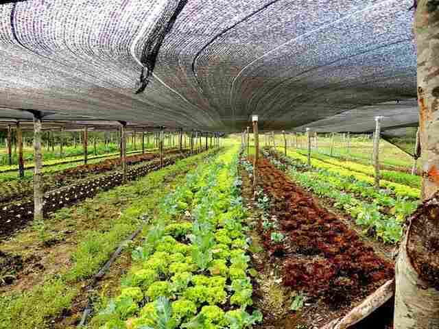 Projeto de Lei autoriza Prefeitura a instituir linha de microcr&eacute;dito para pequenos produtores 