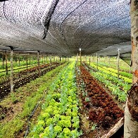 Projeto de Lei autoriza Prefeitura a instituir linha de microcr&eacute;dito para pequenos produtores 