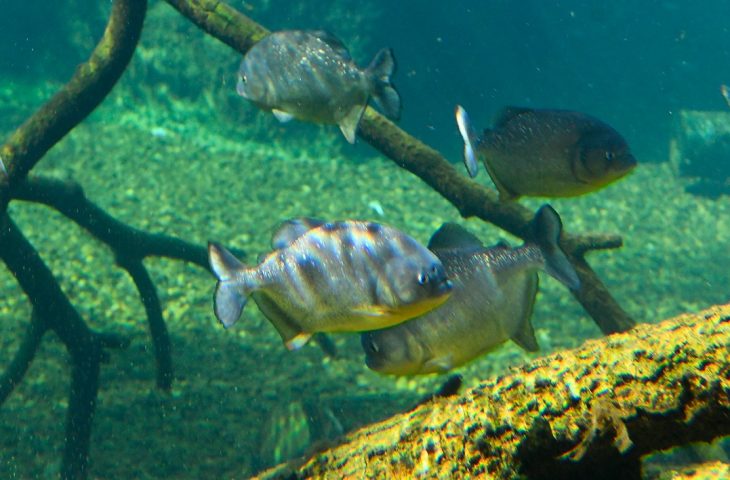 Reprodu&ccedil;&atilde;o de piranhas no Bioparque Pantanal refor&ccedil;a bem-estar animal e conserva&ccedil;&atilde;o