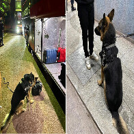 Com aux&iacute;lio de c&atilde;es farejadores Receita Federal apreende skunk e pasta base de coca&iacute;na em &ocirc;nibus de viagem 