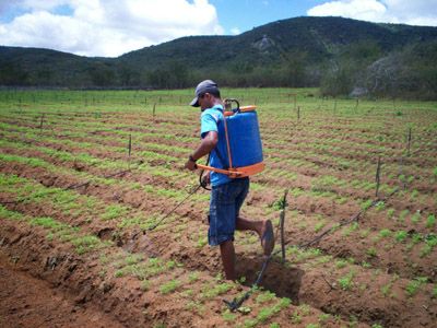 MPT processa Uni&atilde;o para cancelar registro de agrot&oacute;xicos com atrazina