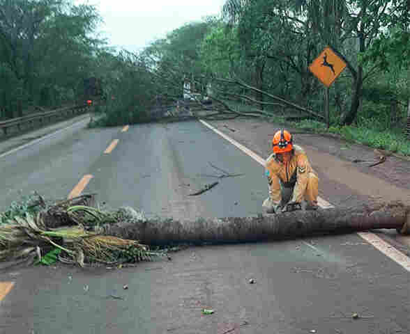Bombeiros s&atilde;o acionados para desobstruir a BR-262 devido queda de &aacute;rvores na pista