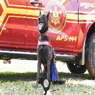 Com certifica&ccedil;&atilde;o nacional, cadela Laika do Corpo de Bombeiros de MS est&aacute; apta para busca e resgate