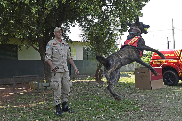 Com certifica&ccedil;&atilde;o nacional, cadela Laika do Corpo de Bombeiros de MS est&aacute; apta para busca e resgate