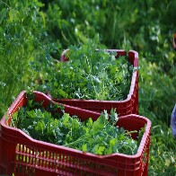 Mais R$ 250 milh&otilde;es para o Programa de Aquisi&ccedil;&atilde;o de Alimentos