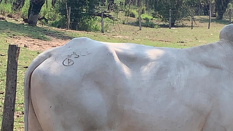 Opera&ccedil;&atilde;o da Pol&iacute;cia Civil contra organiza&ccedil;&atilde;o especializada em roubo de gado tem troca de tiros e dois mortos na Nhecol&acirc;ndia