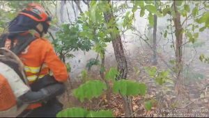 Bombeiros combatem inc&ecirc;ndios h&aacute; quatro dias no Pantanal