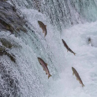 S&aacute;bado &eacute; o &uacute;ltimo dia com pesca liberada em MS no ano; no domingo dia 5, come&ccedil;a a Piracema