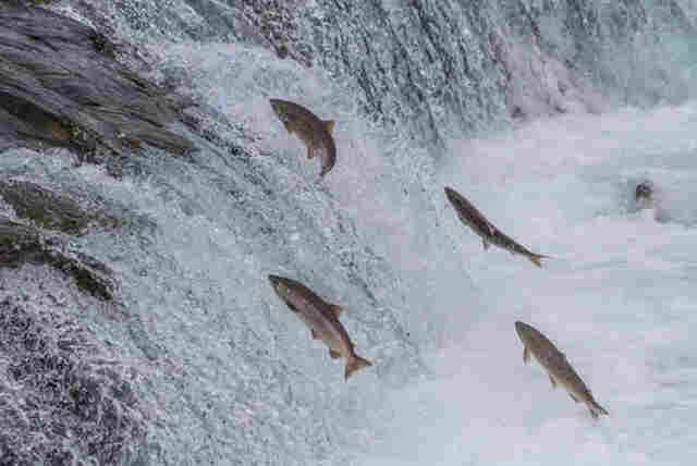 S&aacute;bado &eacute; o &uacute;ltimo dia com pesca liberada em MS no ano; no domingo dia 5, come&ccedil;a a Piracema