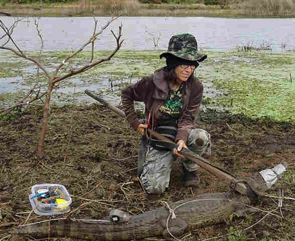 Pesquisadora da Embrapa Pantanal est&aacute; entre os mais citados do mundo