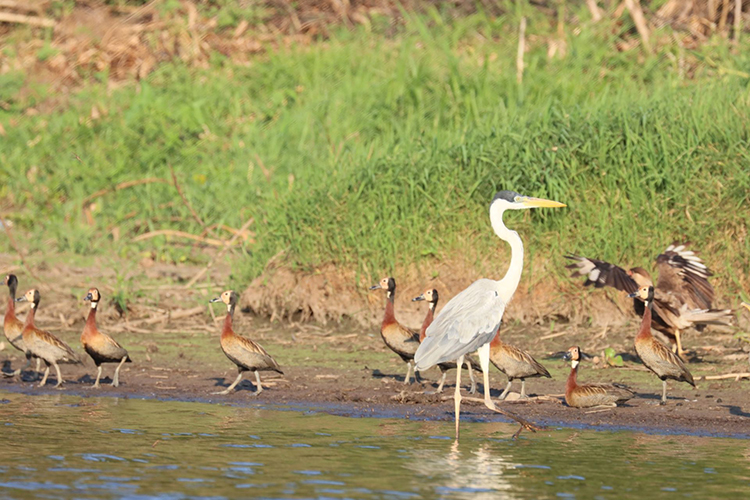 Turismo a partir da observa&ccedil;&atilde;o de aves &eacute; discutido no Pantanal de MS em evento hist&oacute;rico