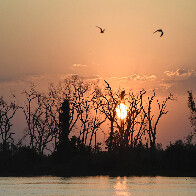 Instrumento para preserva&ccedil;&atilde;o e desenvolvimento, Lei do Pantanal tem reconhecimento de entidades e ONGs