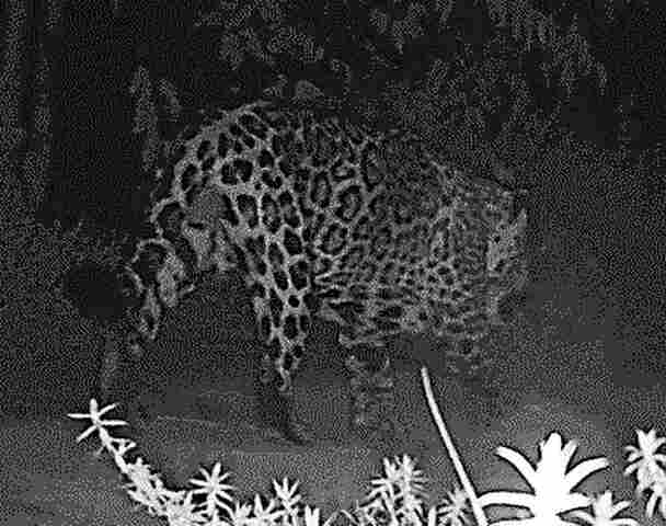 Arauco registra on&ccedil;a-pintada em &aacute;rea de conserva&ccedil;&atilde;o no Leste de Mato Grosso do Sul