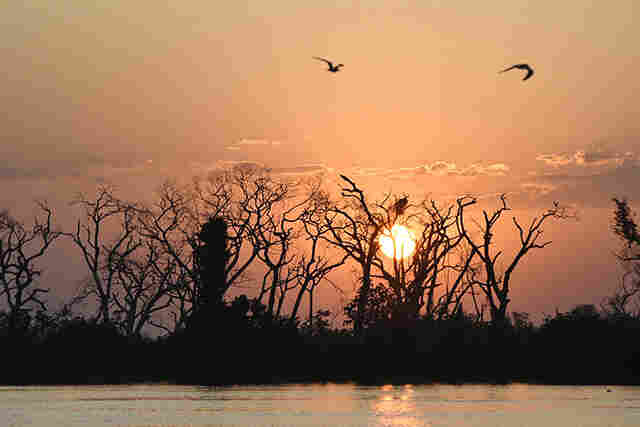 Instrumento para preserva&ccedil;&atilde;o e desenvolvimento, Lei do Pantanal tem reconhecimento de entidades e ONGs
